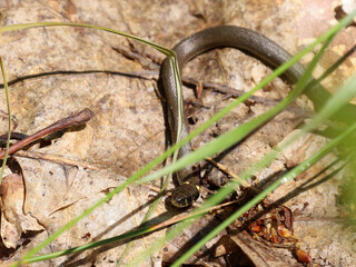 A slender snake coils among dry leaves on the forest floor, attempting to hide from view. Green...