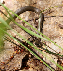 A slender grass snake, blending with dry leaves on the forest floor, demonstrates natural...