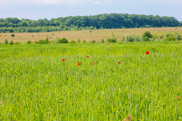 Red poppies scattered across an endless green field create a vivid contrast under the summer sky. A...