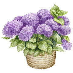 Watercolor illustration of Bouquet of Hydrangea flowers. Lush purple flowers in a basket. For flower shops, printing on postcards, greeting cards, business cards, etc.