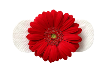 Red gerbera daisy on white flip flop.
