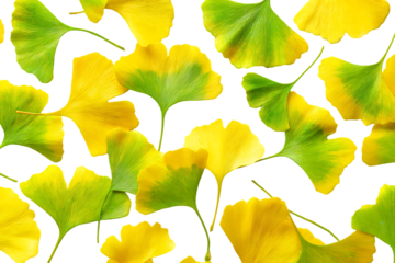 Ginkgo biloba leaves seamless pattern. Autumn foliage background.