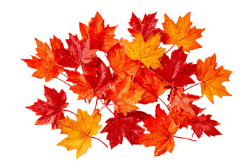 Autumn leaves collection. Red, orange, and yellow maple leaves.