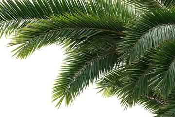 Fototapeta premium Close up of lush green palm fronds.