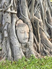 statue of buddha inside the tree 