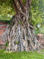 roots of tree with head of buda 
