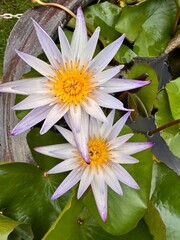 white water lily
