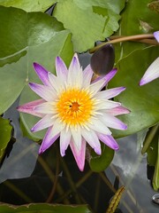 pink water lily