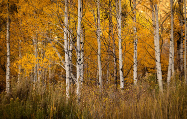autumn forest in the morning