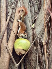 squirrel on tree