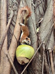 squirrel on tree