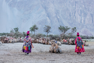 Two women in traditional attire walk toward a group of resting camels in Nubra Valley, Leh. The...