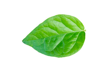 A Jasmine   green leaf on a simple white background is green, and the color is fresh and bright, probably a healthy young leaf.