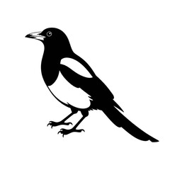 Black bird standing silhouette wings