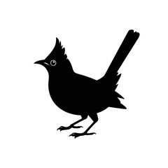 Obraz premium Crested Bird Standing silhouette black