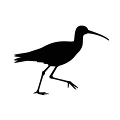 Fototapeta premium Curlew Bird Silhouette wading bird long beak