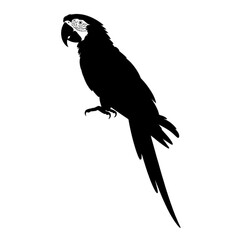 Fototapeta premium Macaw Parrot Perched bird tropical
