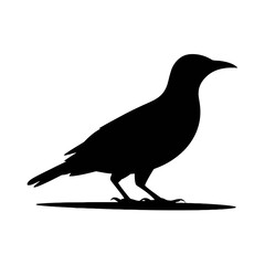 Obraz premium Majestic Eagle Soaring bird flight