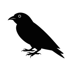 Obraz premium Perched Bird Silhouette animal avian