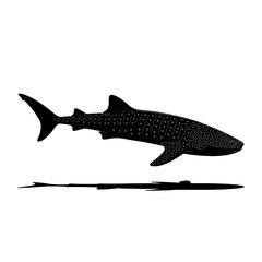 Fototapeta premium Spotted Whale Shark Swimming marine life ocean