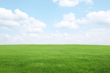 Obraz premium Green Grass Field under Blue Sky 