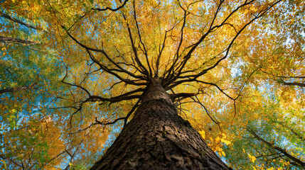 Majestic tree with vibrant golden yellow autumn leaves viewed from below, showcasing beautiful fall season nature transformation.