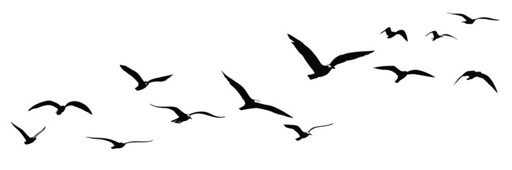 Flock of seagulls flying in the sky, vector illustration silhouette, black color on white background