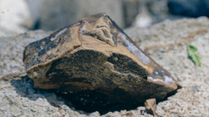 lizard on the ground