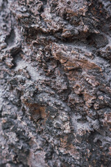 tree bark texture