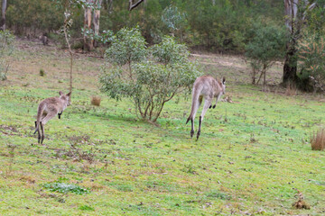 Photograph of a Kangaroo and Joey hopping through the forest in Capertee Valley in the Wollemi National Park in the Central Tablelands of NSW, Australia.
