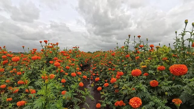 Beautiful Marigold farm, A vibrant field filled with blooming orange marigolds under natural sunlight, showcasing nature's beauty and diversity with colorful floral abundance, Maharashtra, India