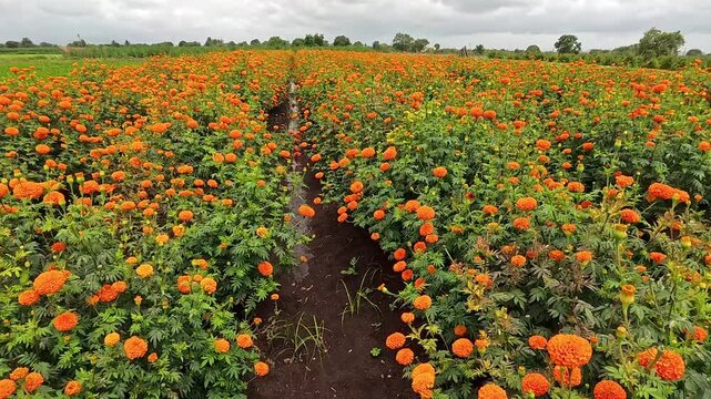 Beautiful Marigold farm, A vibrant field filled with blooming orange marigolds under natural sunlight, showcasing nature's beauty and diversity with colorful floral abundance, Maharashtra, India