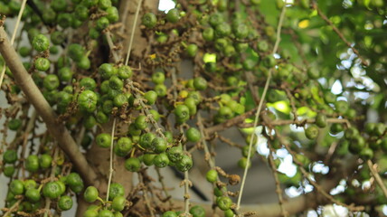 A wild tree in the middle of the forest is bearing abundant round green fruit.