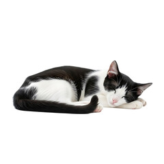 Black and white cat sleeping curled up isolated on transparent background