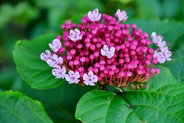 ピンクのアナベル