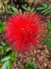 Calliandra dysantha flower, Bunga Merah