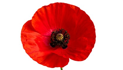 Close-up red poppy