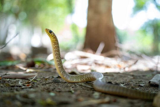 Ptyas mucosa, commonly known as the Oriental rat snake, Indian rat snake, is a common non-venomous species of colubrid snake. 