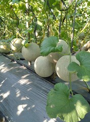 Melon fruit on the tree