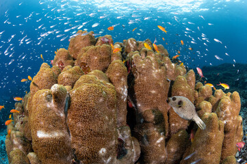 Flower pot coral or goniopora with blackspotted puffer fish, sea goldie and school of glassfish in crystal clear water of Andaman sea in Similan National Park. Marine life underwater in Thailand.