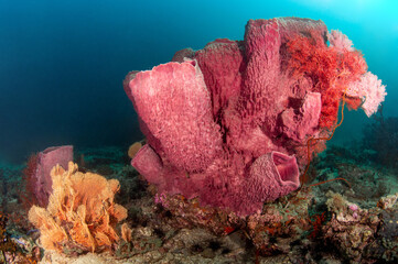 Giant Barrel Sponge (Xestospongia muta) with colorful sea fan coral in Andaman sea of Thailand....