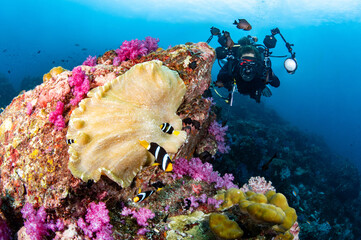 Female scuba diver and photographer holding underwater camera taking a photo of clarks anemonefish...
