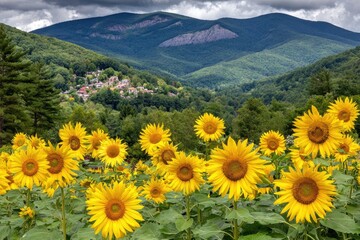 Sunflowers bloom in a valley, mountains in background