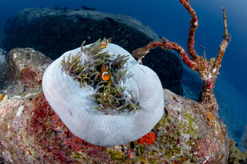 Clownfish or Anemonefish hiding in sea anemone coral on the pinnacle underwater in crystal clear water of Andaman sea. Marine life symbiosis behavior in Similan National Park, Thailand.