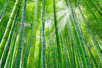 Lush green bamboo forest, sunlight beams down