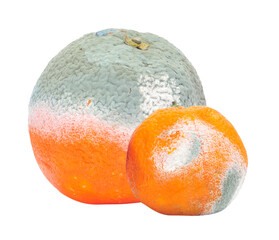 rotten oranges covered in mold, isolated on transparent background.