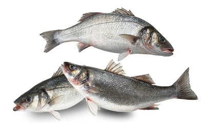fresh sea bass, isolated on transparent background