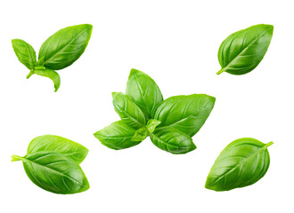 'fresh basil leaves isolated on transparent background'