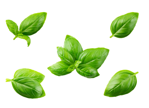 'fresh basil leaves isolated on transparent background'