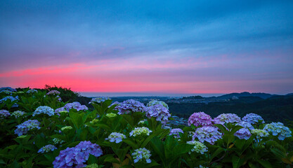 夕暮れに咲く紫陽花